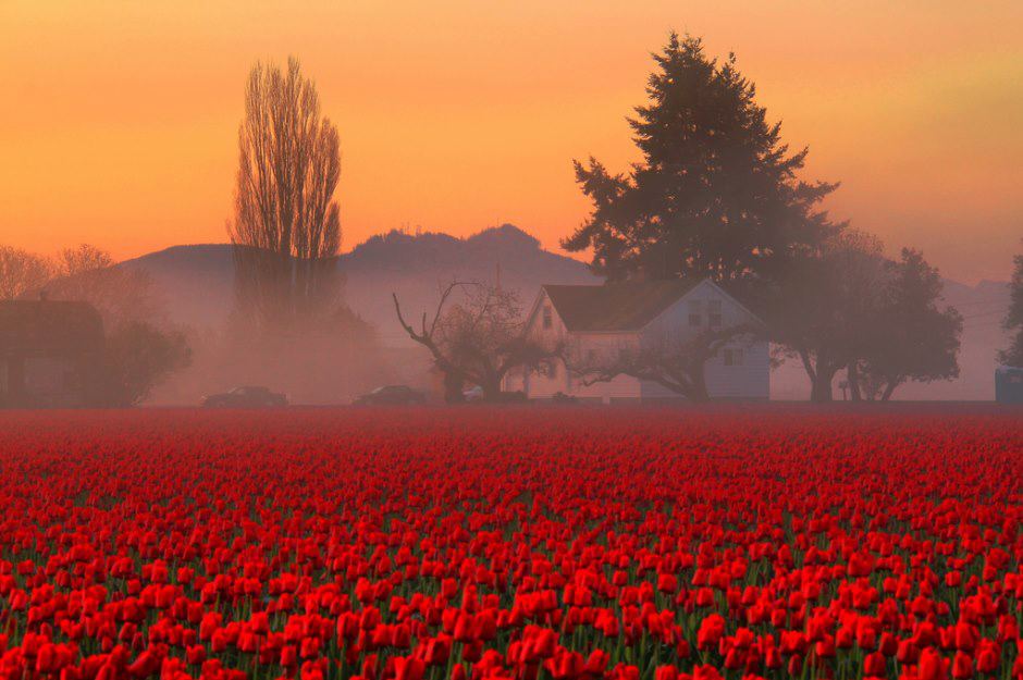 Skagit Valley, Tulip Field, Washington