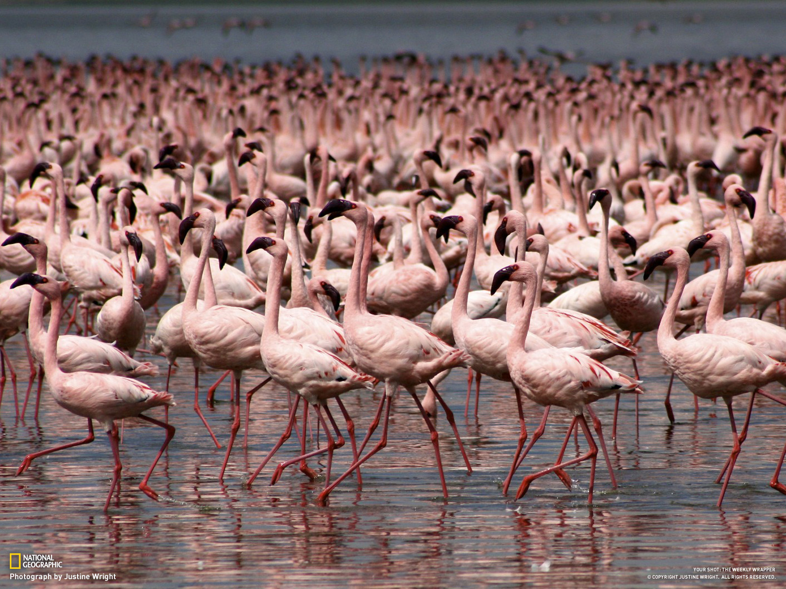Pink Flamingos, Kenya