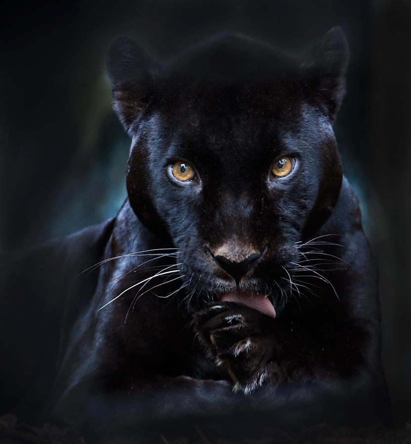 Panther....