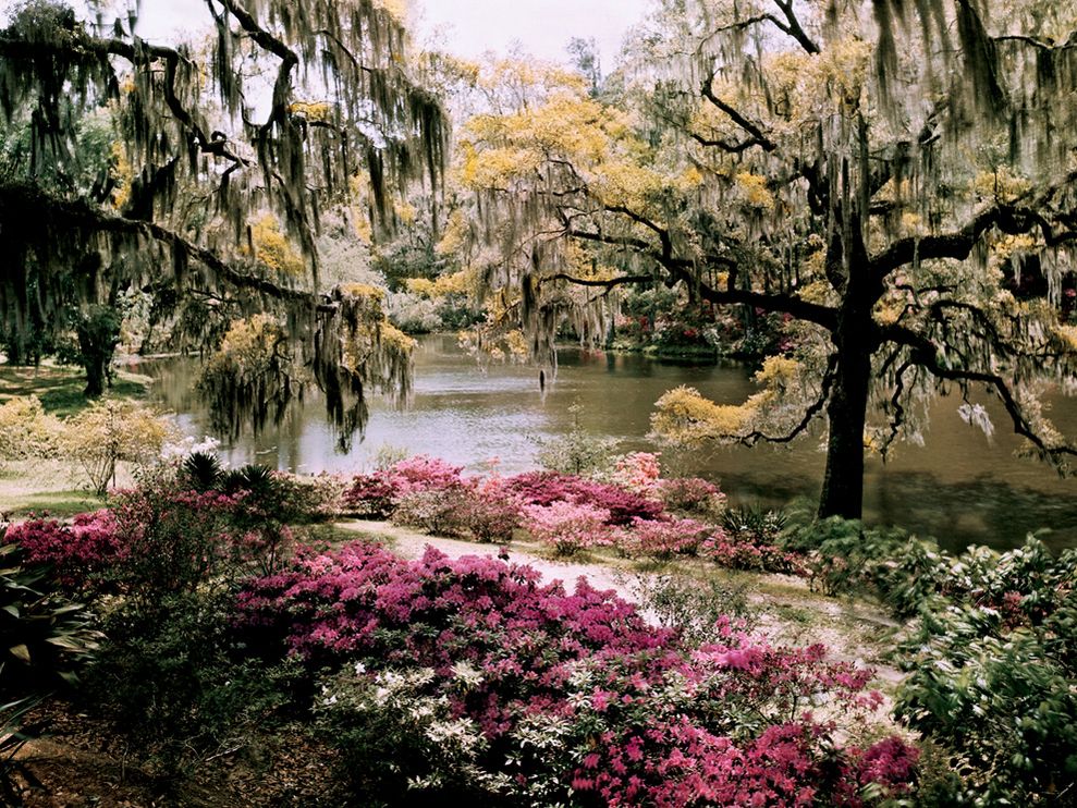 Middleton Gardens, South Carolina