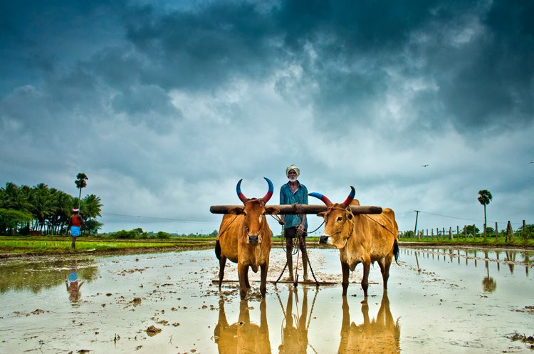 Traditional Farming, India