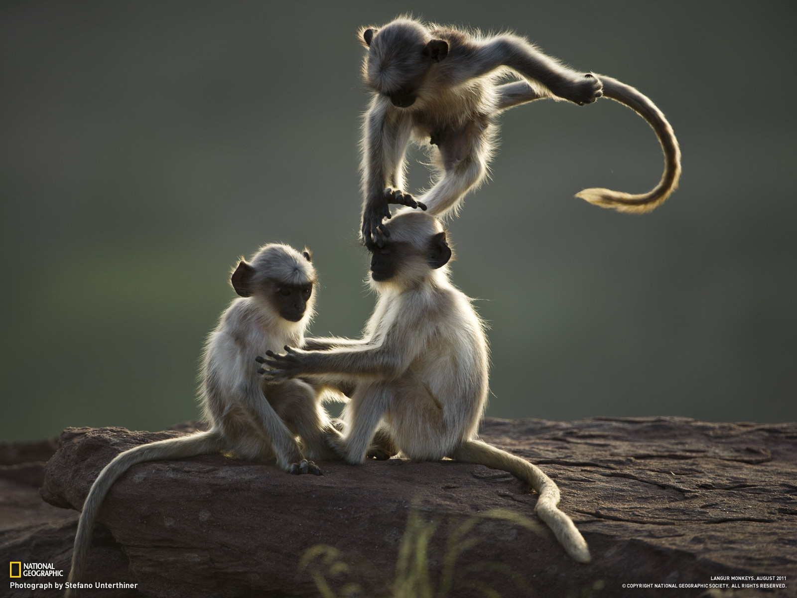 Young Langurs