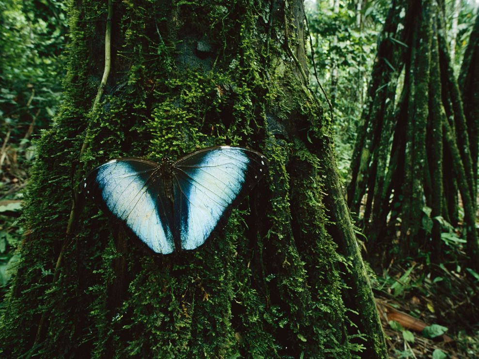 Butterfly and Trees, Madidi National Park, Bolivia