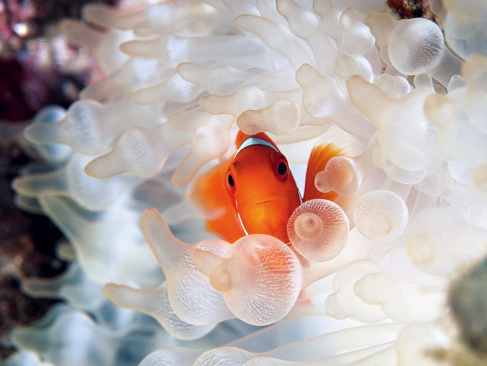 Clownfish and Bubble-Tipped Anemone