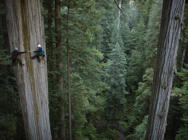 Botanists at 350-foot Redwood Tree, California